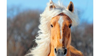 Artikkelikuva, Tilaa SEYn Eläinten viikon materiaaleja – teemana hevonen