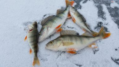 Artikkelikuva, Pilkkikilpailu viis veisaa eläinsuojelulaista: kalat saa jättää kitumaan