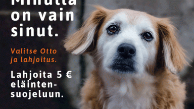 Artikkelikuva, Meeri Koutaniemi kuvasi SEYn kampanjan – lahjoita koirien hyväksi Otto-automaatilla