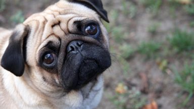Artikkelikuva, Jalostus haittaa monien eläinten elämää – koirat ja broilerit kärsivät useista terveysongelmista