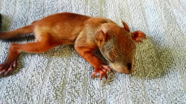 Artikkelikuva, Oravat ovat eläinsuojeluneuvojan vakioasiakkaita