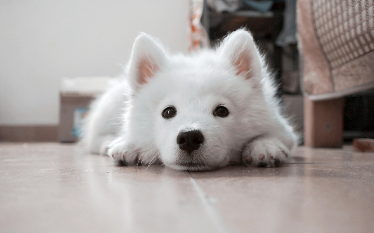 valkoinen koiranpentu makaa lattialla