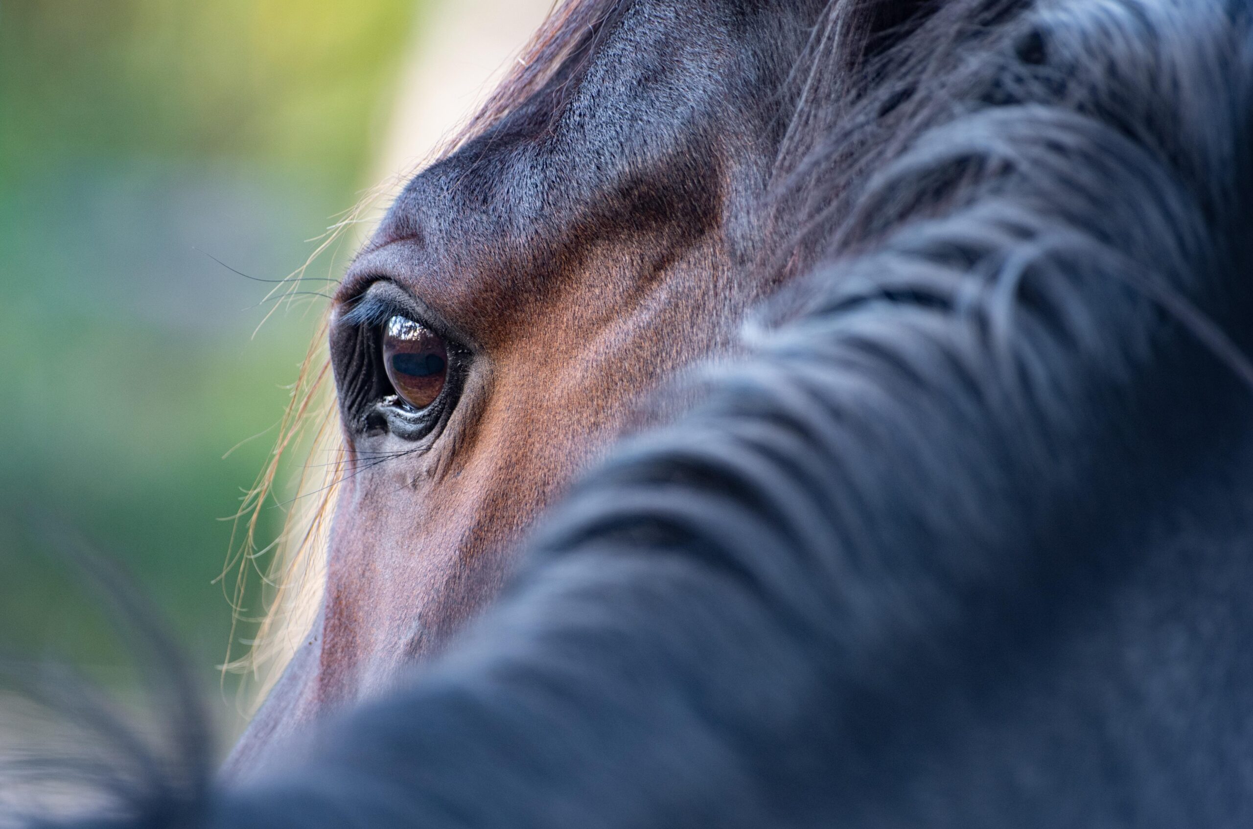 hevosen silmä kuvattuna hevosen kaulalta for 