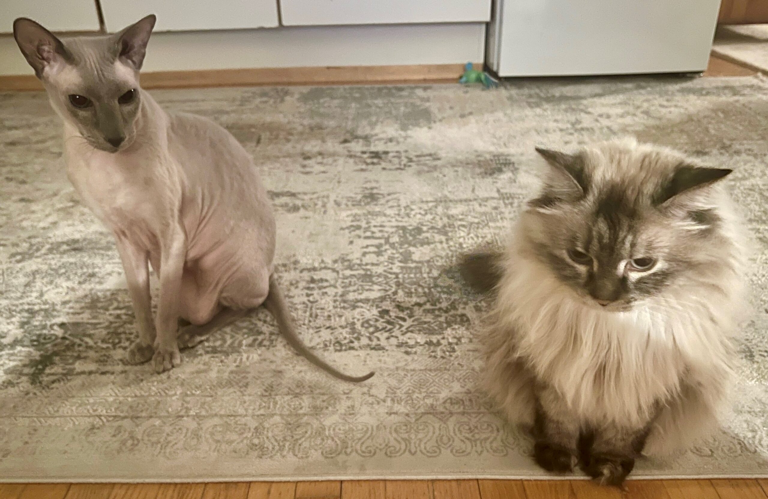 Kaksi kissaa istuu matolla.