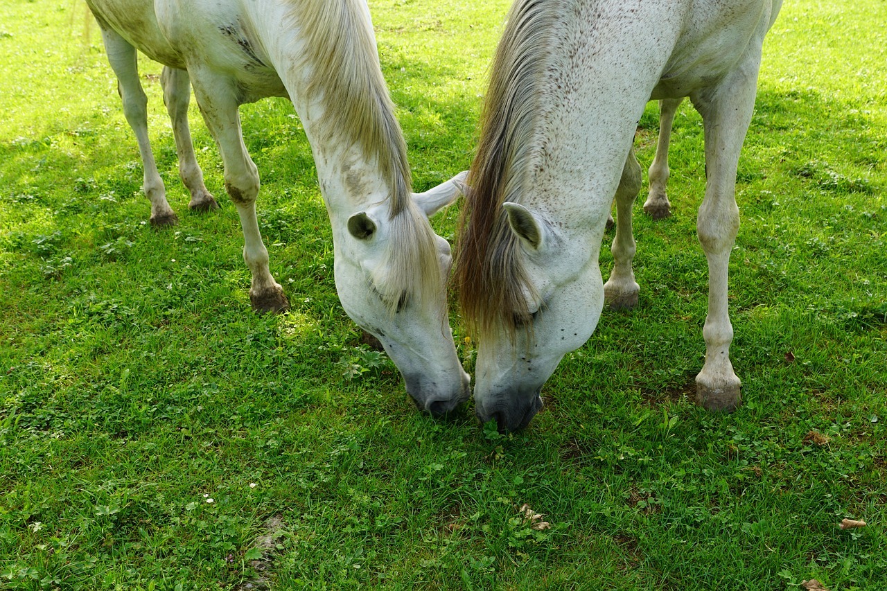 kaksi valkoista hevosta syö ruohoa vierekkäin