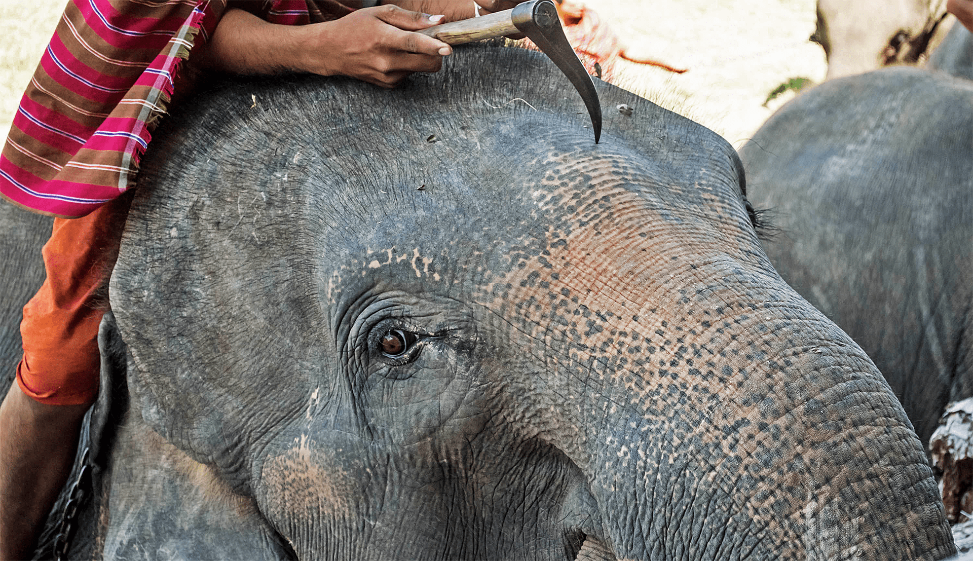 Norsuratsastuksissa käytettäviä norsuja koulutetaan käyttämällä terävää piikkiä.