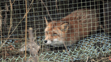 Artikkelikuva, Nykymuotoiset luolakoirien taipumuskokeet aiheuttavat eläimille tarpeetonta kärsimystä