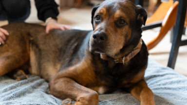 Artikkelikuva, Hylätty koira sai uuden mahdollisuuden – nyt Donilla on ikioma koti