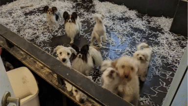 Artikkelikuva, Näin toimii suomalainen pentutehdas – tuomiot kahdeksalle ihmiselle