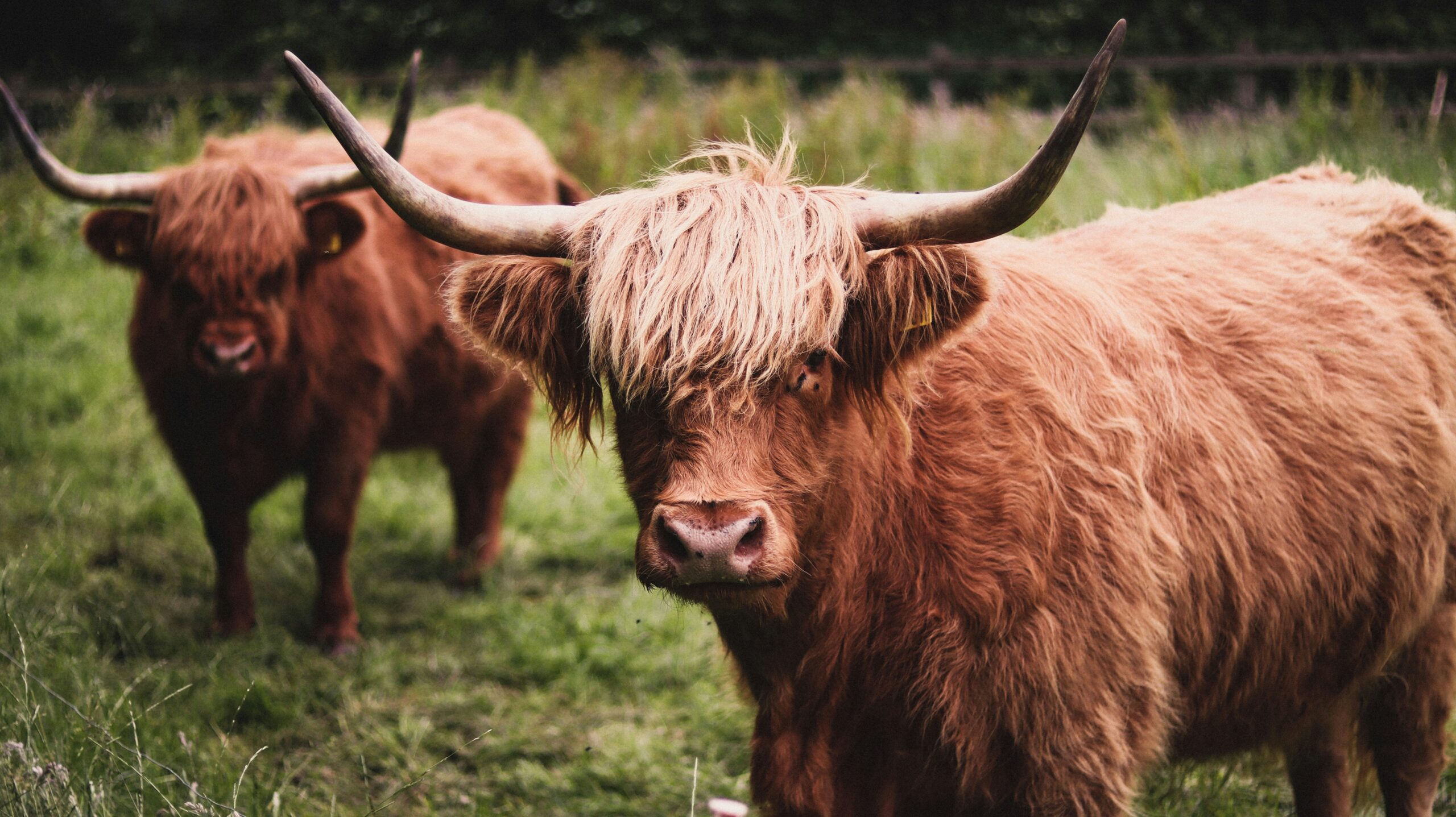 highland-karjaa laitumella