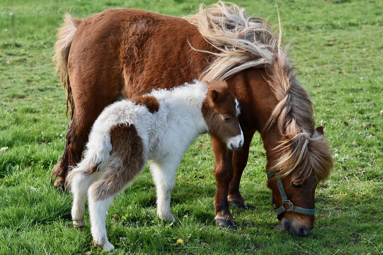 shetlanninponi ja varsa laitumella