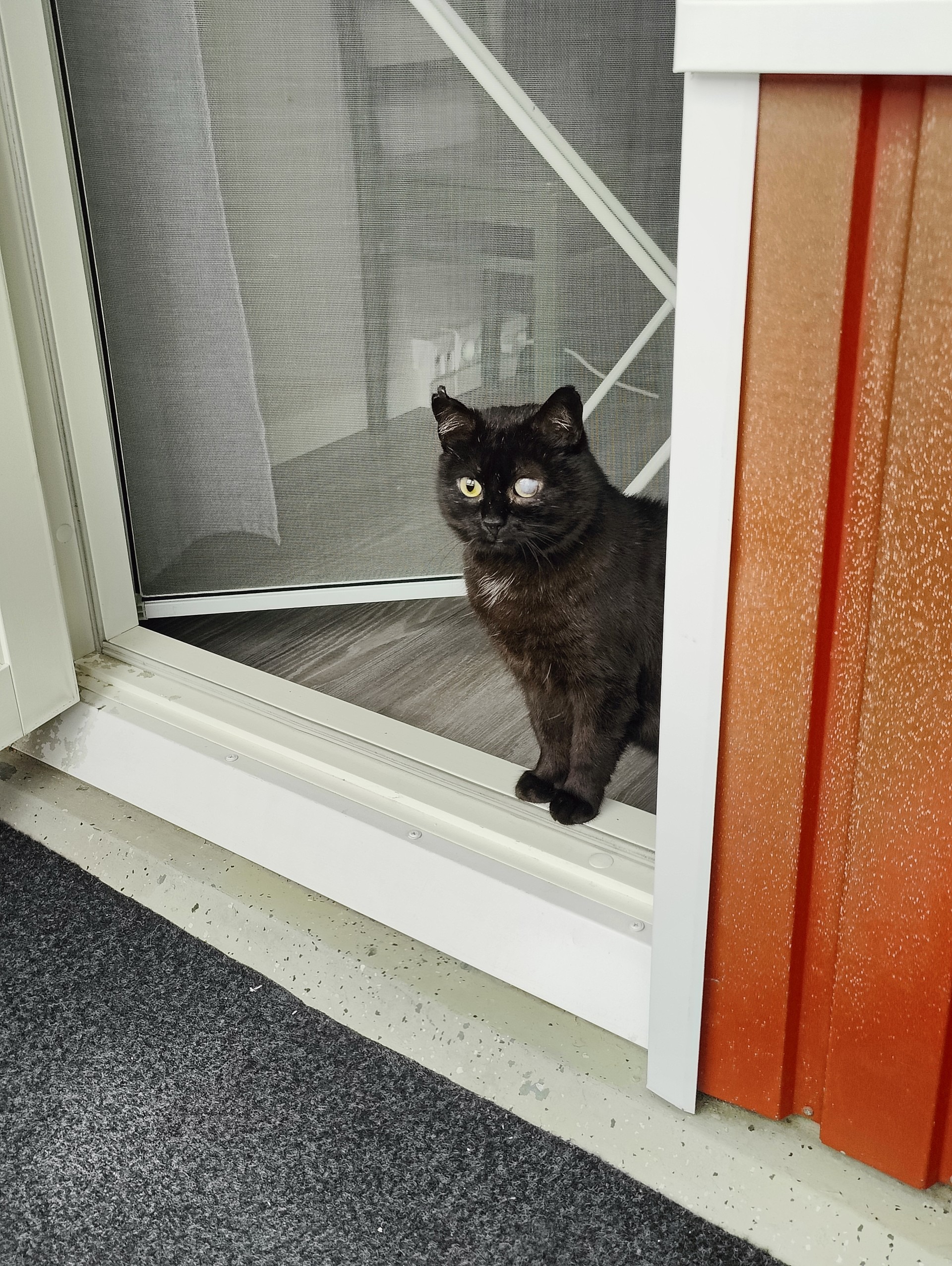 Musta kissa istuu oven raossa ja katselee eteenpäin.
