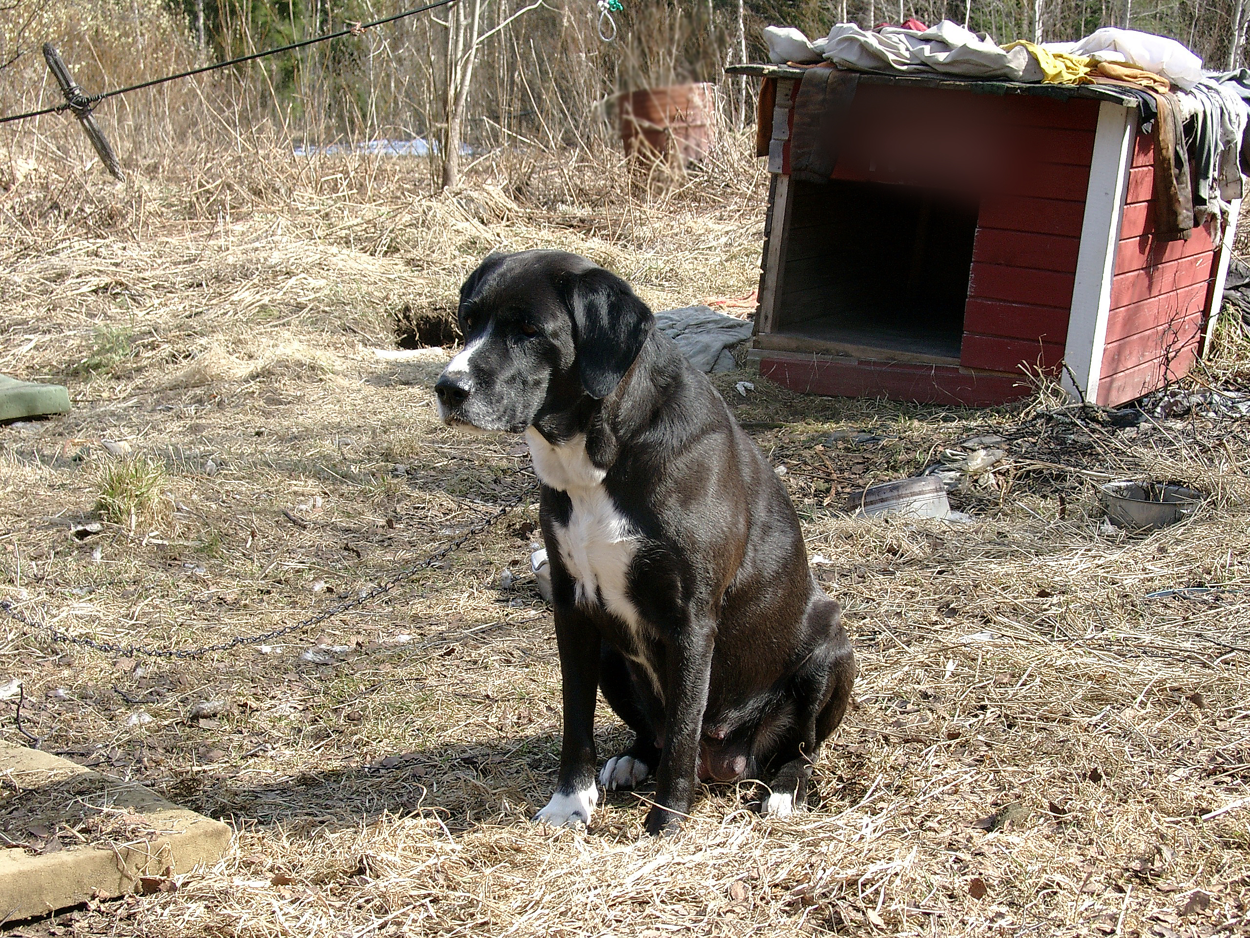 koira koirankopin edessä