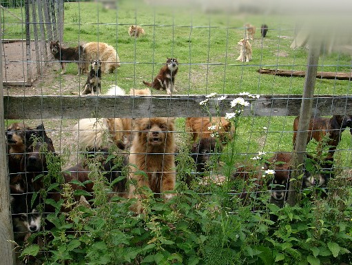 lukuisia koiria aidan takana