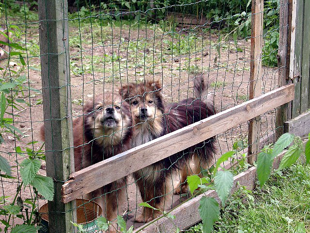 koiranpentuja aidan takana