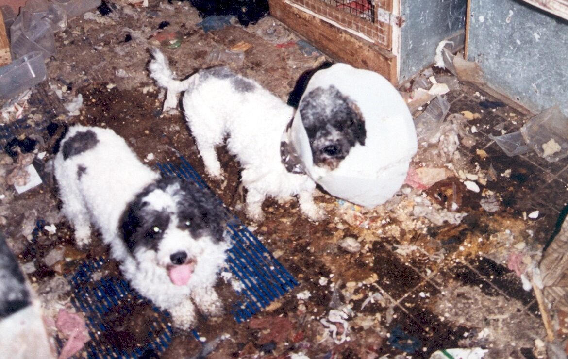 Kaksi pientä koiraa läävän keskellä. Toisella kauluri.