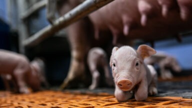 Artikkelikuva, Pikkuporsaiden hyvä käsittely entistä tärkeämpää – kiire voi varjostaa paikallispuudutteen antamista