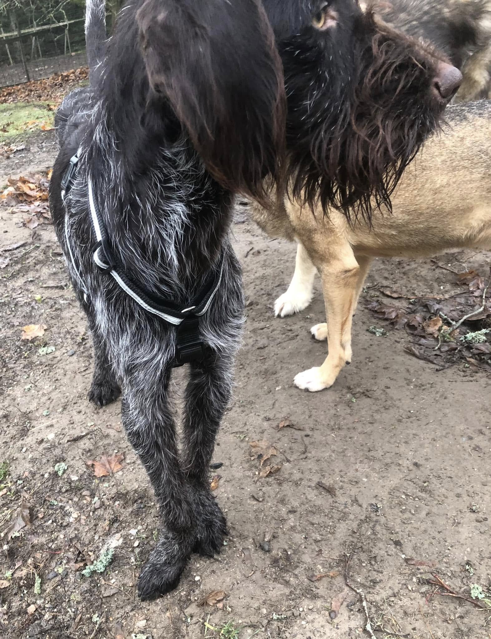 saksanseisojan näköinen koira, jonka etujalat ovat voimakkaasti taipuneet