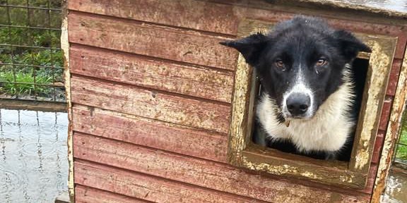 a black dog in a dog house for Puppy farming, blood and suspicions of crime – Consequential canine crisis brewing in Lapland, Northern Finland