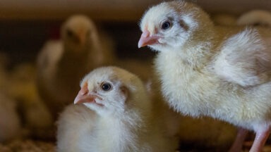 Artikkelikuva, Hitaampi kasvu vähentää broilerin hyvinvointiongelmia – miksi suomalaiskauppojen hyllyiltä ei löydy parempia vaihtoehtoja?