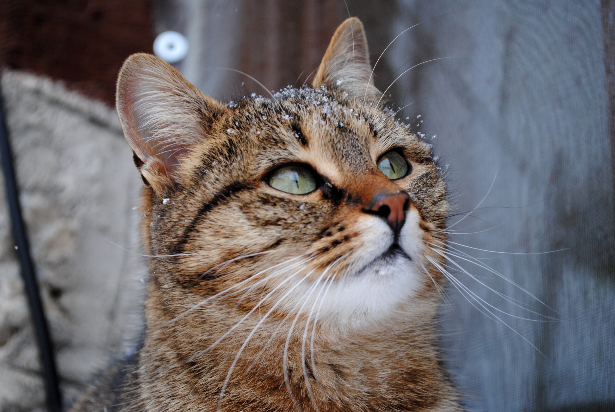 Luminen raidallinen istuva kissa katsoo oikeaan yläviistoon for Hitaampi kasvu vähentää broilerin hyvinvointiongelmia – miksi suomalaiskauppojen hyllyiltä ei löydy parempia vaihtoehtoja?