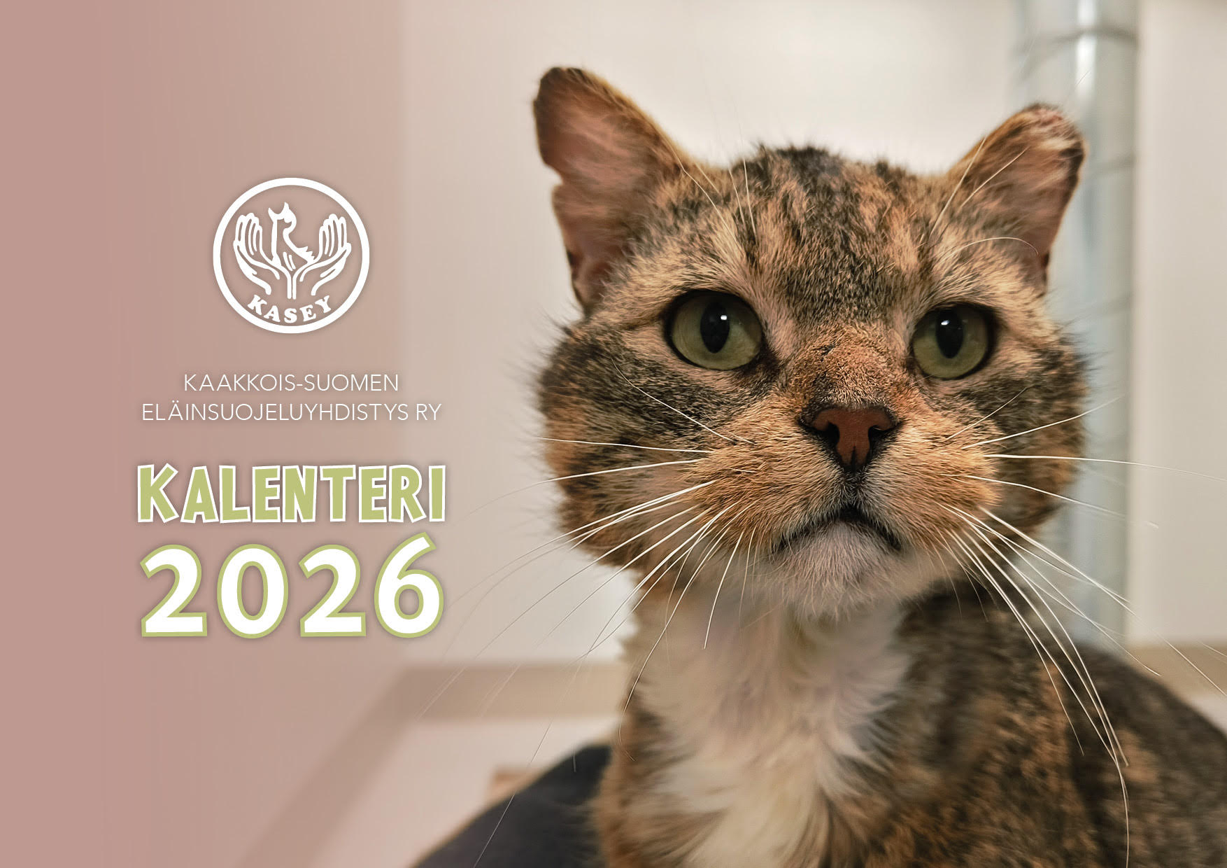 Eteenpäin kameran suuntaan katsova raidallinen kissa, olla korvissa paleltuman jättämiä vammoja. Auta eläimiä.