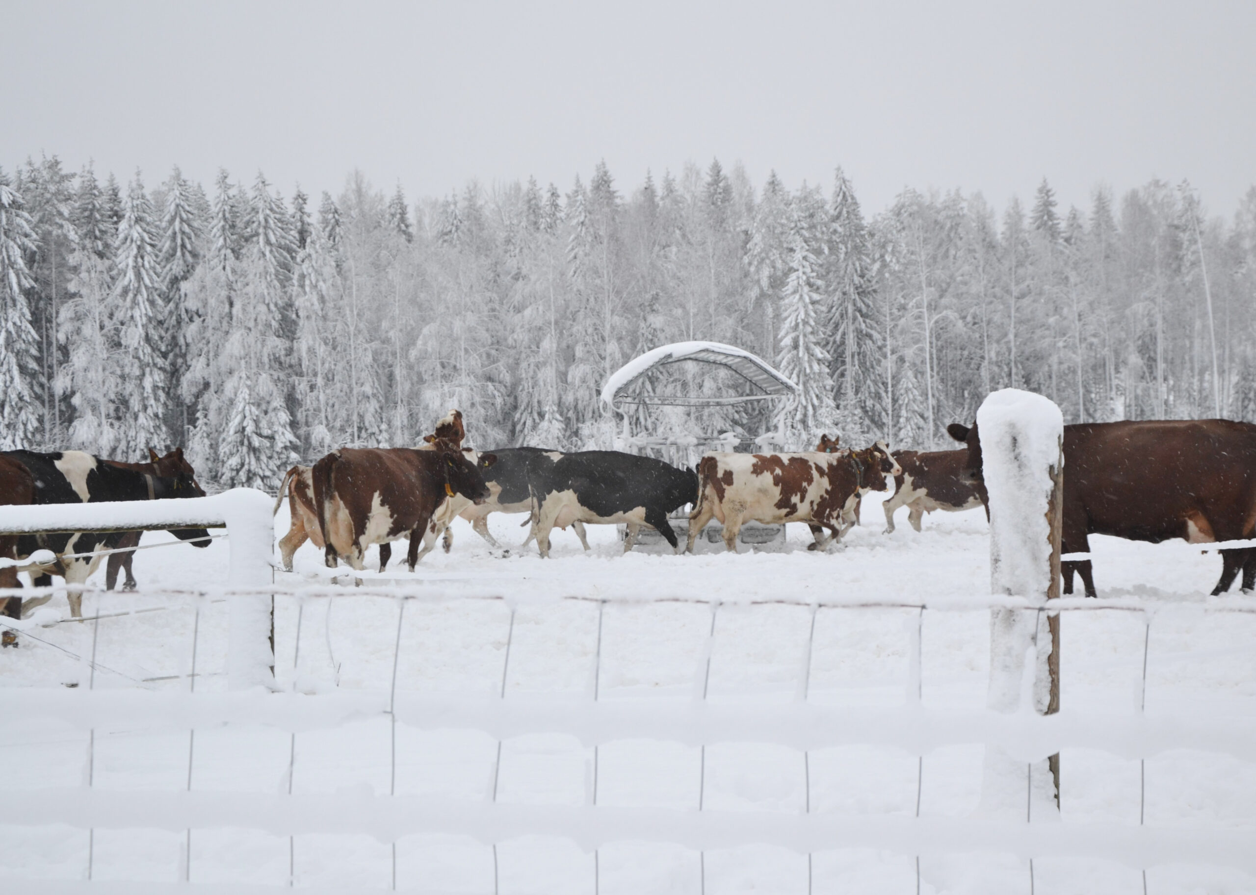 nautoja lumessa rehukatoksen lähellä