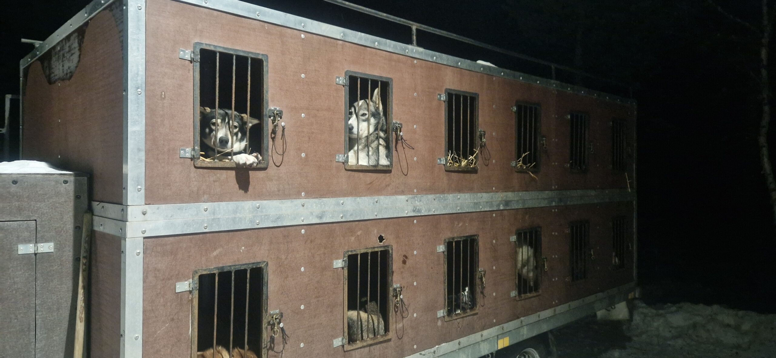 Lapin matkailun koirakriisi voi näyttää myös tältä: huskyja kuljetustrailerissa kahdessa kerroksessa. for 