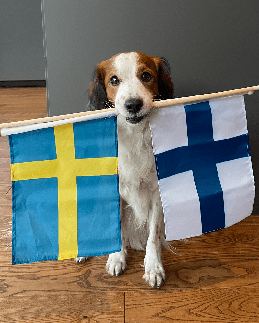 Koira pitelee suussaan Ruotsin ja Suomen lippuja