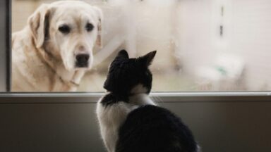 Artikkelikuva, Kissojen ja koirien rekisteröintipakko on pian totta koko EU:ssa – ainakin osittain