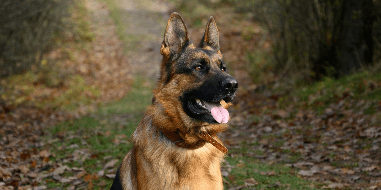 kaulapannallinen saksanpaimenkoira istuu maassa metsäpolulla kieli ulkona. Käräjäoikeus määräsi poliisille sakot ja eläintenpitokieltoa. for Poliisille sakot ja eläintenpitokieltoa – virkakoira pahoinpitelyn uhrina