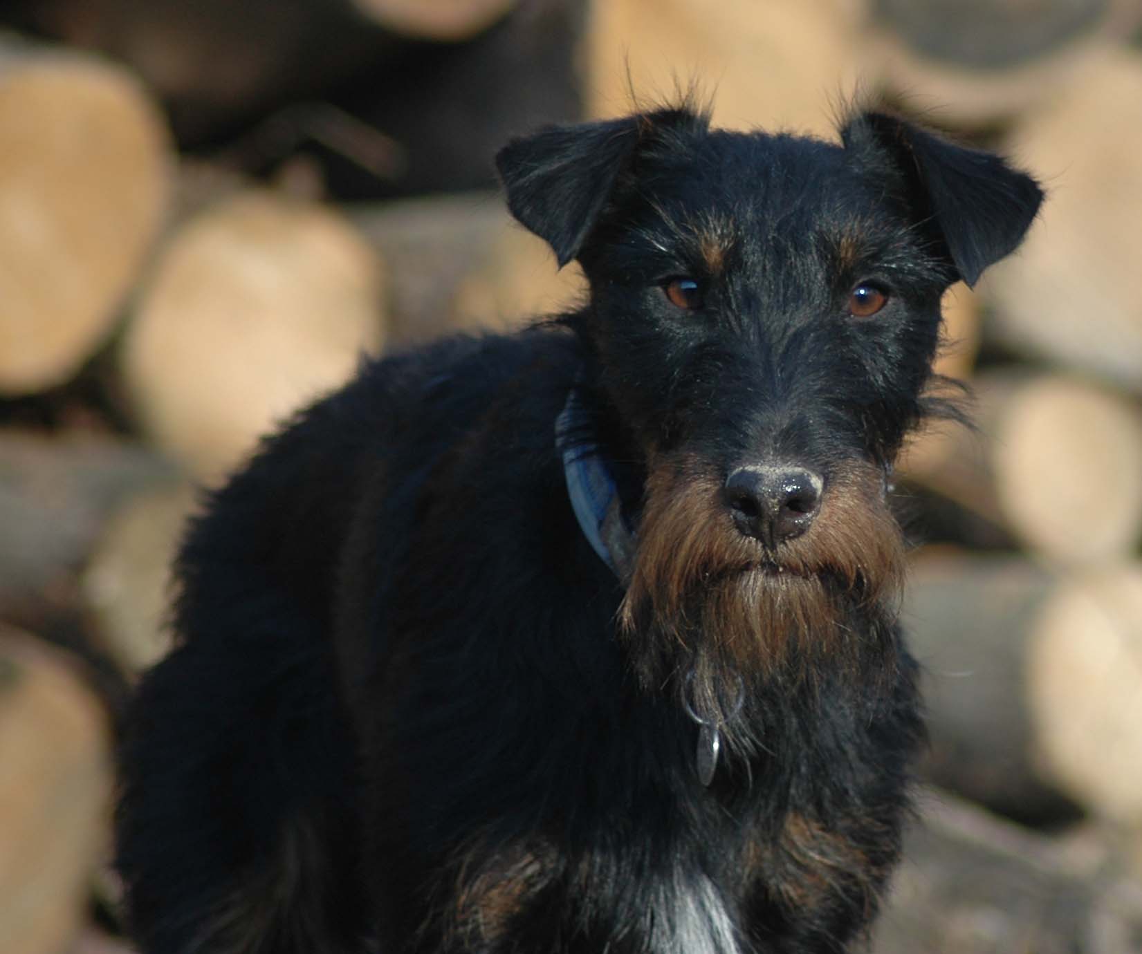 saksanmetsästysterrieri for Tanskan robottikettu ei kelpaa suomalaisille luolakoiraharrastajille – elävien kettujen ahdinko taipumuskokeissa jatkuu