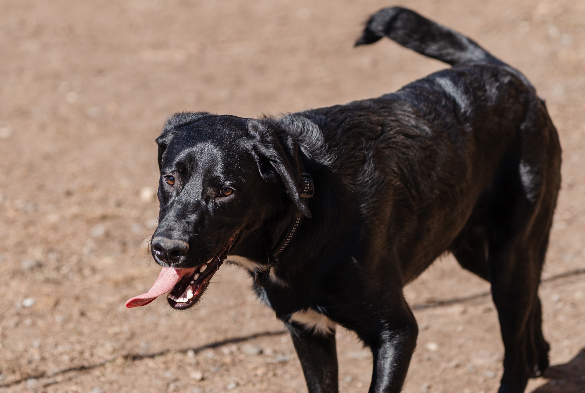 Musta koira kieli ulkona ulkona for 