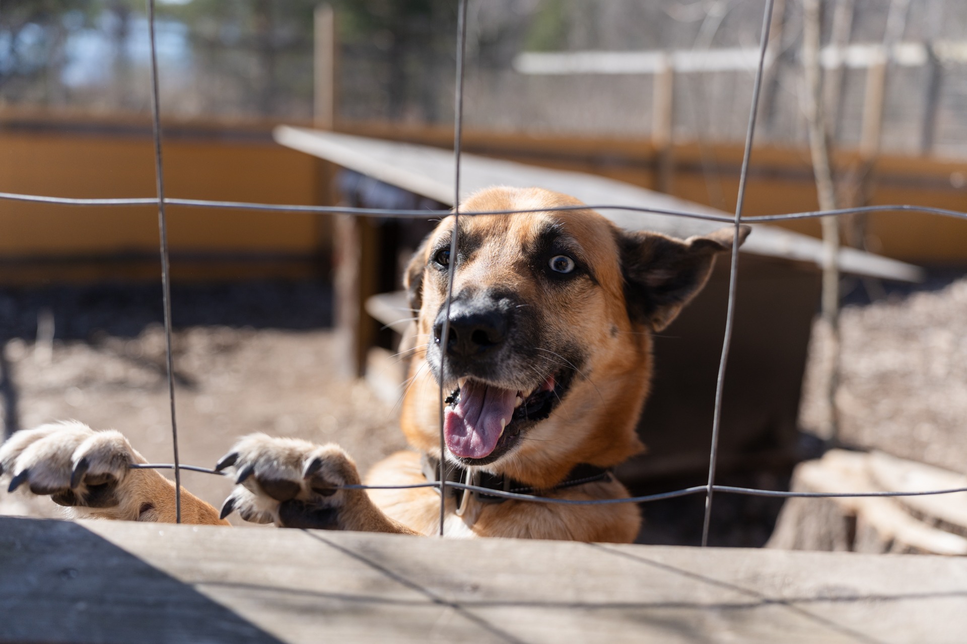 koira verkkoaidan takana
