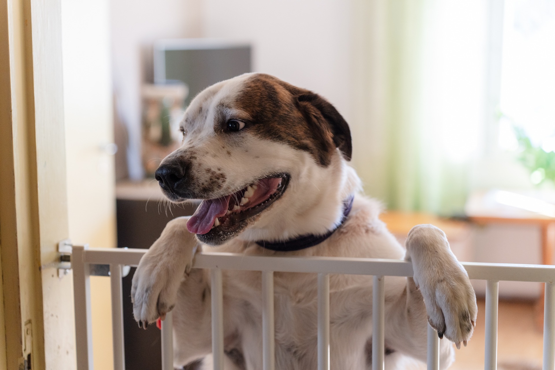 koira katsoo portin takaa