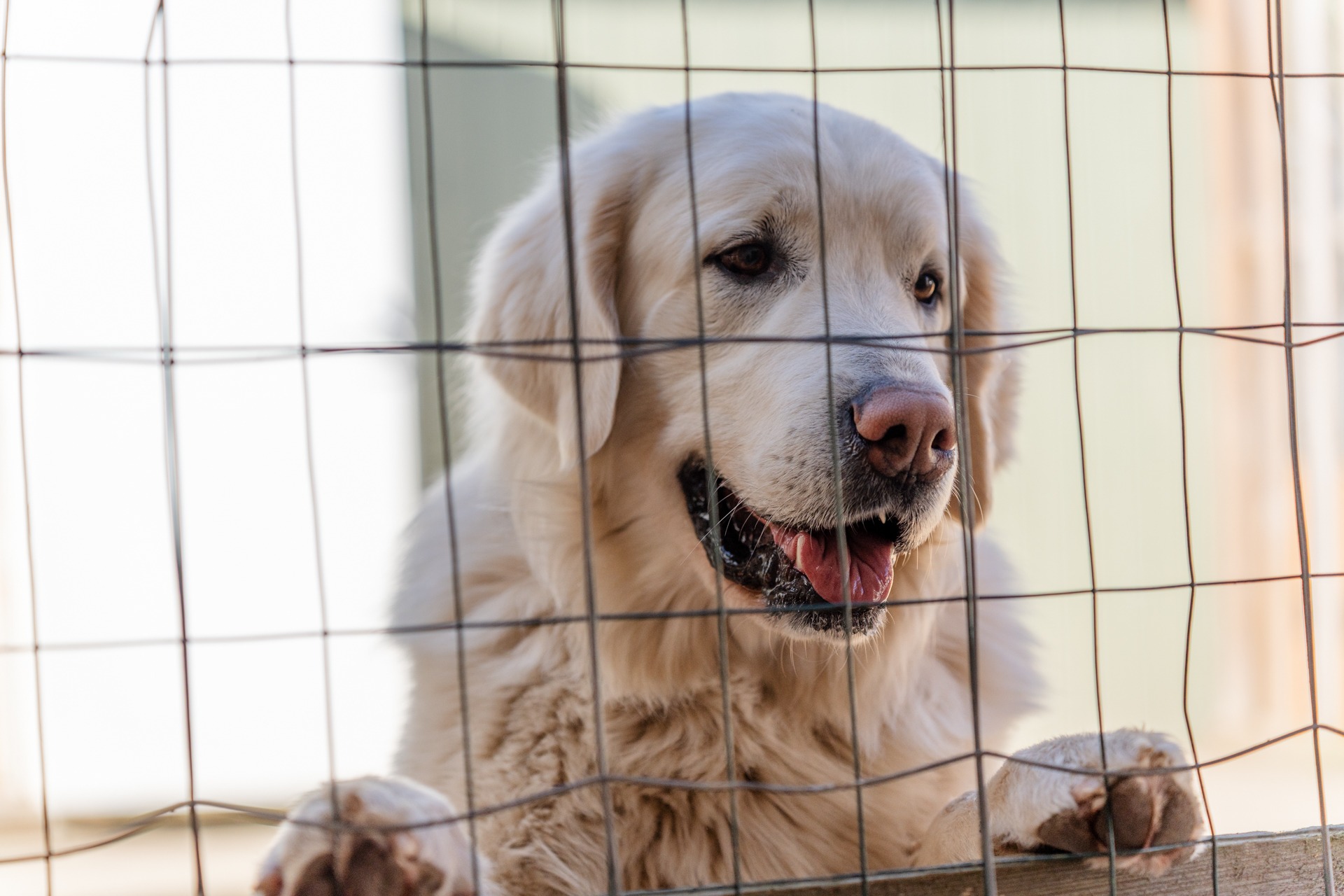 vaalea iso koira verkkoaidan takana