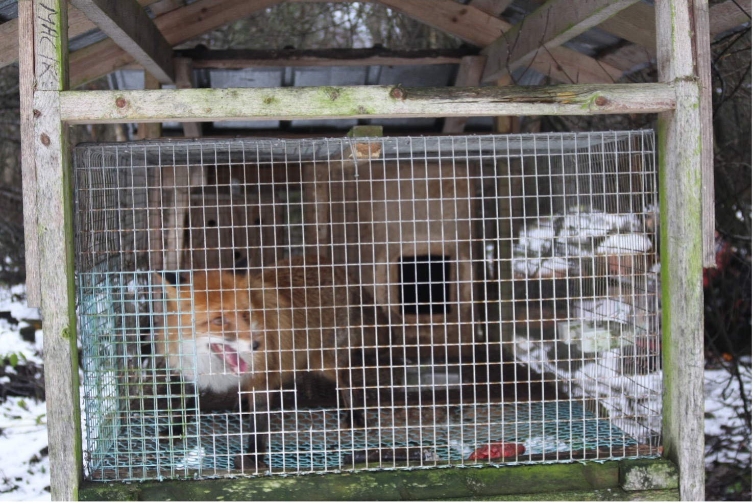 luolakoirien taipumuskokeissa käytettävä kettu häkissä