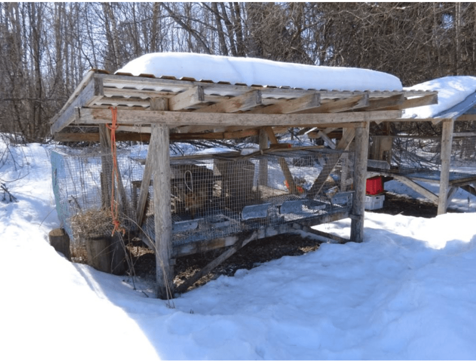 luolakoirakokeissa käytettävän ketun pitopaikka eli häkki