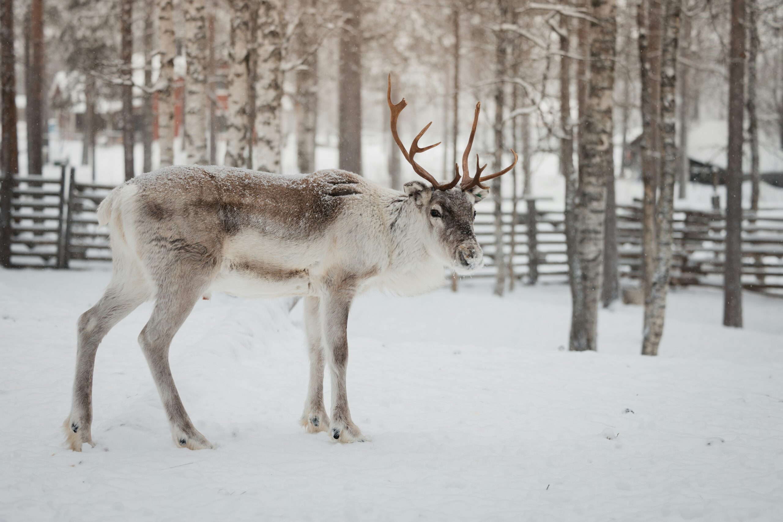 matkailuporo aitauksessa for Huskysafarit nousivat uutisiin epäeettisen toiminnan vuoksi – Miten voivat turistikäytössä olevat porot?