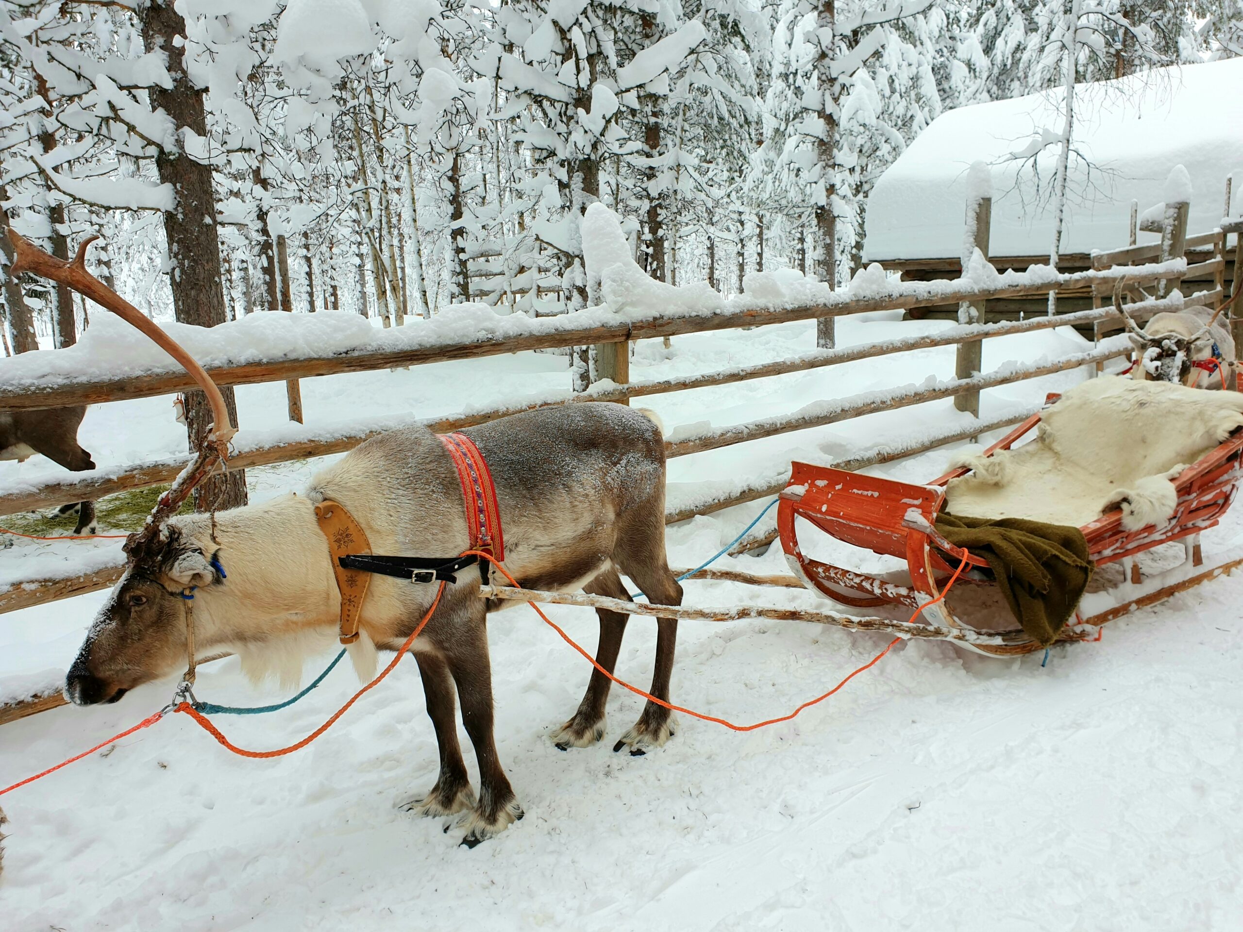 matkailuporo reen edessä