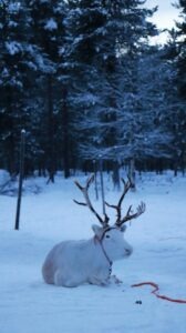 valkoinen poro eli valkko narussa