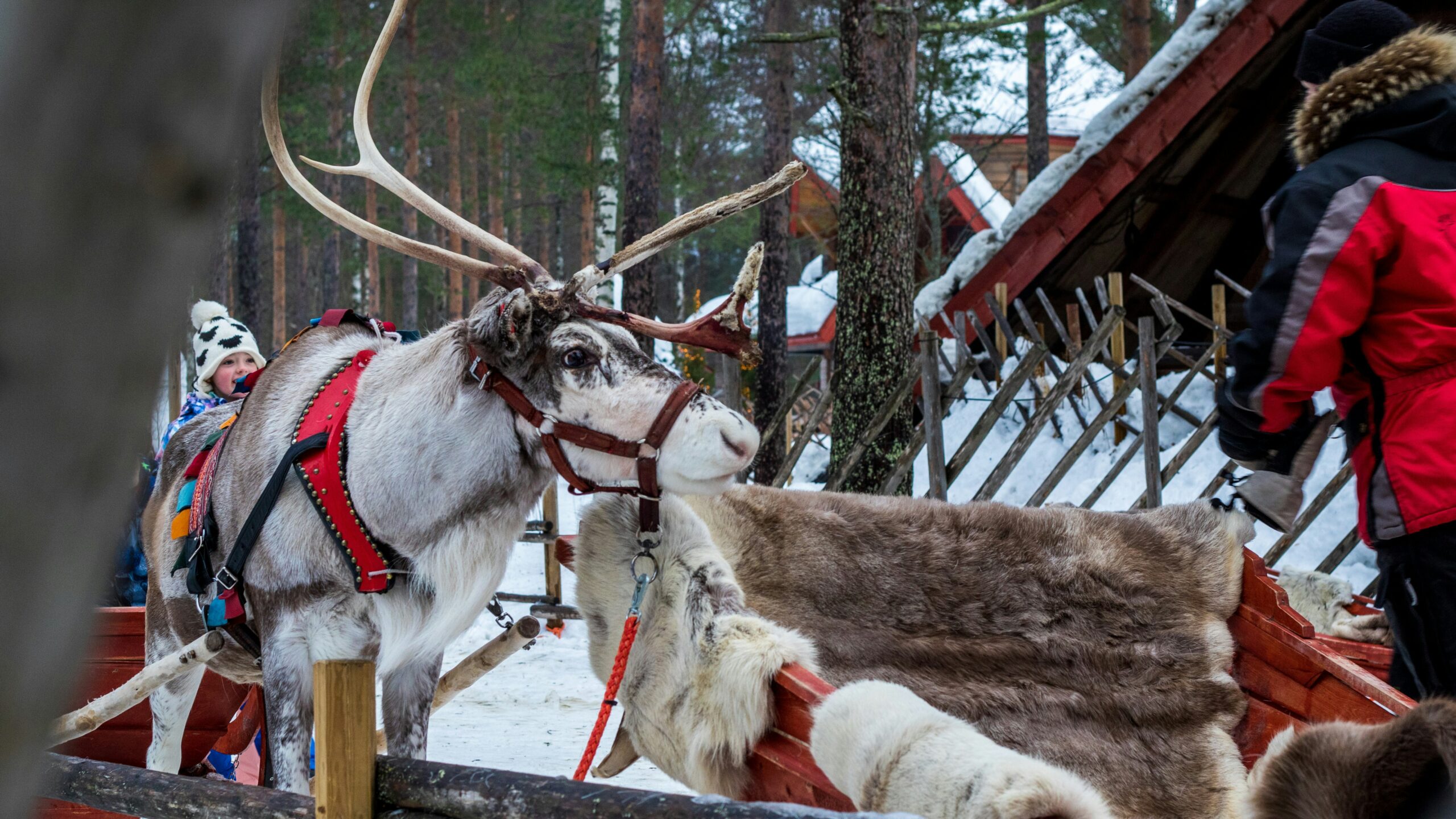 poroja matkailukäytössä