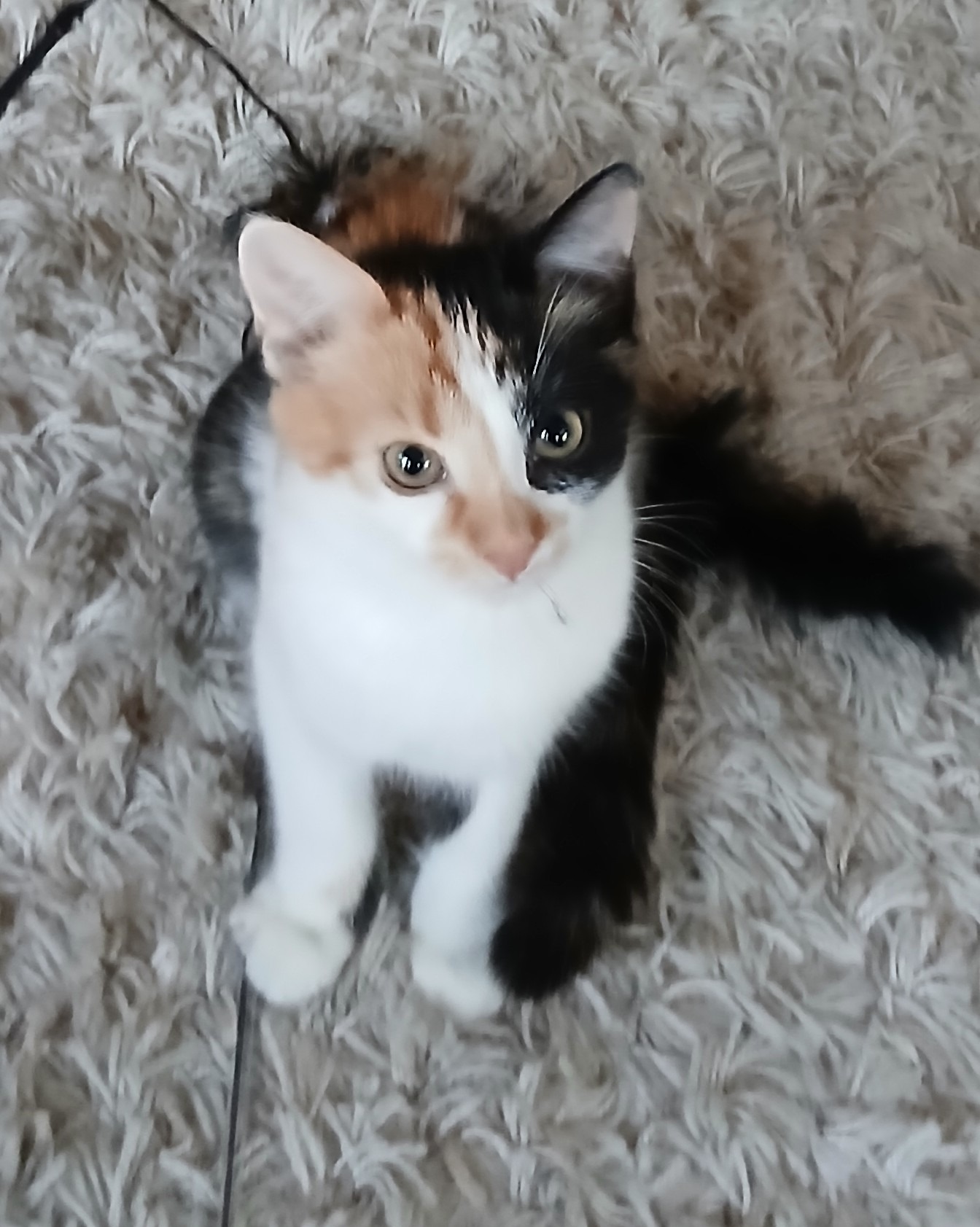 kissa