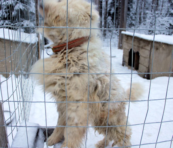 takkuinen koira ulkona häkissä